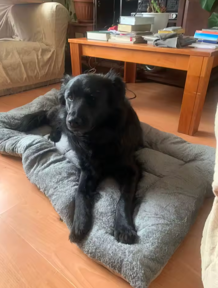 Dog Bed Sofa – Ultra Soft Washable Pet Bed Mat for Small, Medium & Large Dogs